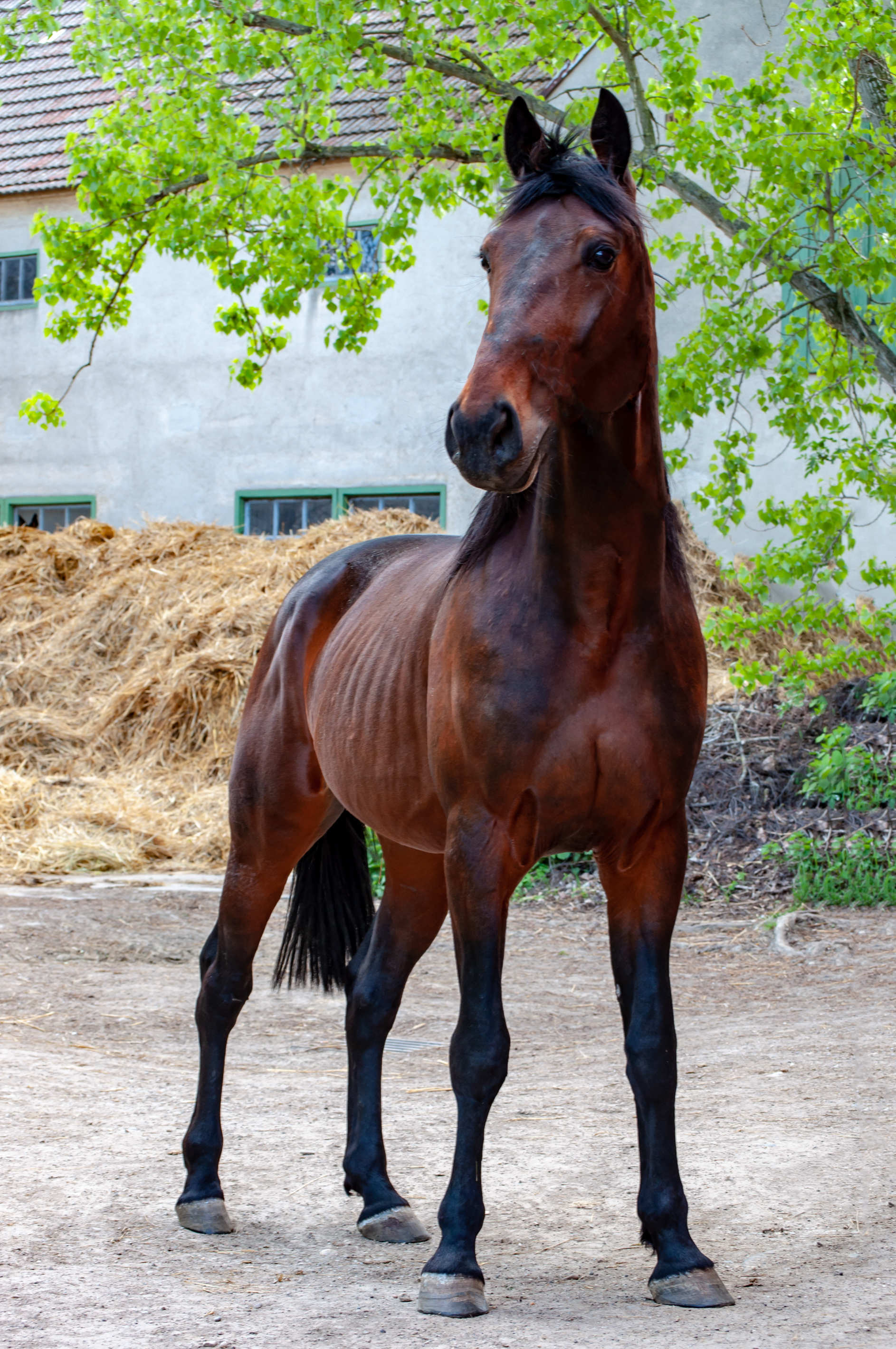 Tierportrait